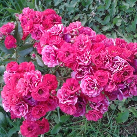 Sahenian Rosa "Fariy Dance", tube, spring 2025