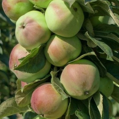 Seedling apple tree colony emerald green, pot 9*9*14, summer 2026