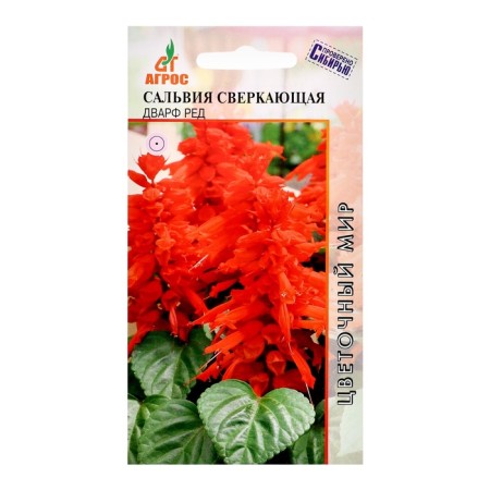 Salvia seeds sparkling dwarf ed 10pcs*