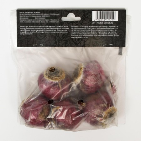 Hyacinth Vostochny Woodstock, rr 14/15, 4 pcs, autumn 2024-3