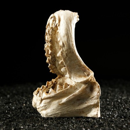 Decor for the Aquarium "Jaw", 9.5 x 6 x 11 cm-1