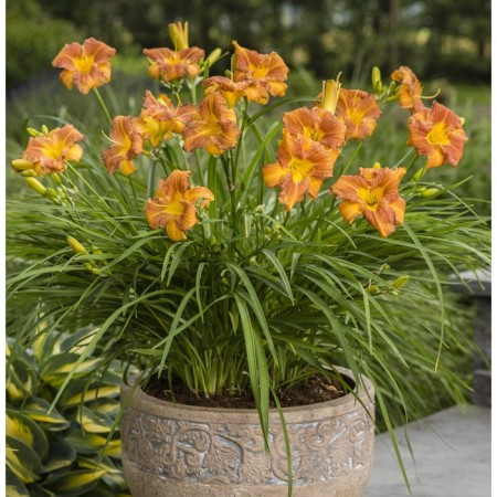 Lilenik hybrid emiyilled bronze, c2 pot, H10-50 height, 1 pc, summer 2024