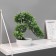Bonsai in the pot "Ostanist tree" 10x22 cm, mix