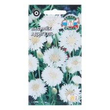 Flowers of the cornflower 