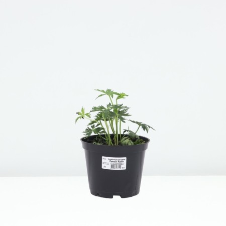Cultural Lemon Quin, Pot C2, 1 pc, Summer 2024-2