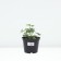 Cultural Lemon Quin, Pot C2, 1 pc, Summer 2024