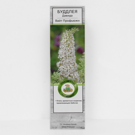 Buddlaya David "White Profjn", 1 pc, tube, spring 2025