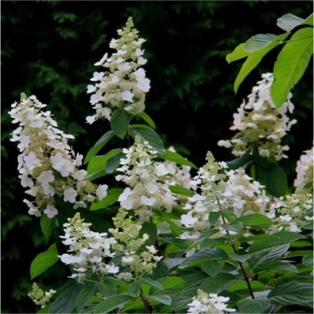 Hydrangea blizzard tardiva, C3 pot, 1 pc, summer 2024