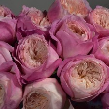 Seedling rose 