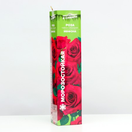 Gibid-gibride rose seedling "Mephon", 1 pc, spring 2024-1