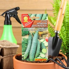 Cucumber seeds 