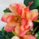 Artificial flowers "magnolia" 5x56 cm, peach