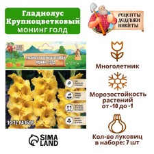 Гладиолус Крупноцветковый "Монинг Голд", р-р 8/10, 7 шт,