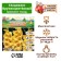 Gladiolus Large-flowered "Moning Gold", rr 8/10, 7 pcs,