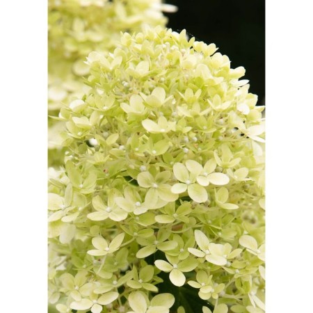 Hydrangea blizzard littl passion, s3 pot, n10-50 height, 1 pc, summer 2024