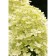Hydrangea blizzard littl passion, s3 pot, n10-50 height, 1 pc, summer 2024