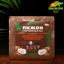 Coconut 