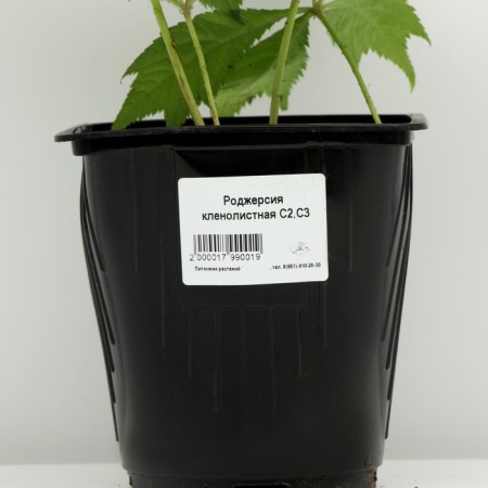 Rogersia Klenolite, pot C3, 1 pc, spring 2024-3