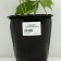 Rogersia Klenolite, pot C3, 1 pc, spring 2024