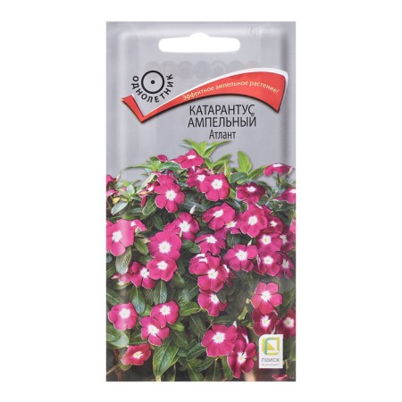 Flowers Cataranth Ampelus "Atlant", 10 pcs