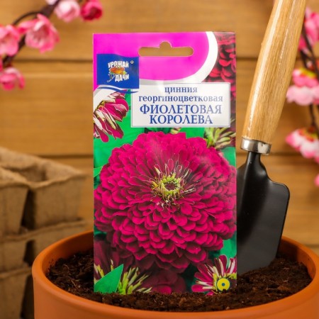 Seeds of Tsinnia flowers Georgin. "Violet Queen", 0.3 gr-2