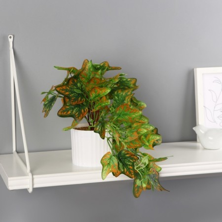 Bonsai in the Pot "Singonium Eleagant" 9x19 cm, green