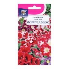 Gloxinia flowers 