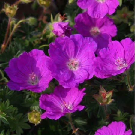 Geranium blood-red max Fray, pot C2, 1 pc, summer 2024