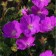 Geranium blood-red max Fray, pot C2, 1 pc, summer 2024
