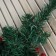 Her tree decor wall "Flower" 50x27 cm