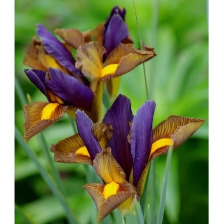 Iris Dutch taigaray, 6/7 rr, 10 pcs, 60 h (cm), spring 2025