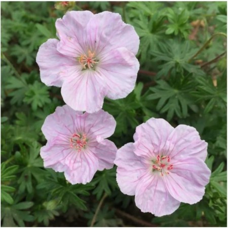 Geranium blood-red striatum, C2 pot, 1 pc, summer 2024