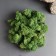 Moss Yagel stabilized "natural green" 100 gr.