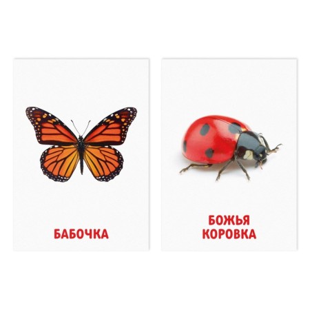 Training cards according to the methodology of Glena Doman "Insects", 8 cards, 2+-1