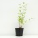 Likhnis Halzedon, P9 pot, 1 pc, spring 2024