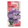 Eustoma flowers "ABC Misty Blue F1", 5 pcs