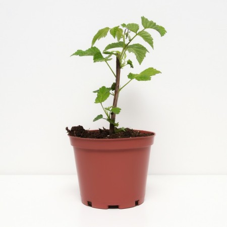 Raspberry fairy tale, C2 pot, H20-40 Height, 1 pc, summer 2024-1