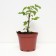 Raspberry fairy tale, C2 pot, H20-40 Height, 1 pc, summer 2024