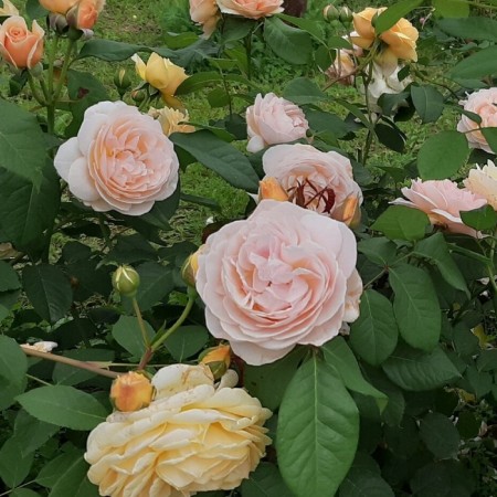 Sahenian Rose "Juliet", Tuba, Spring 2025