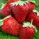 Strawberry seedlings of Frigi Marmelada (9-15 mm), 5 pcs