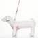 A set with a soft slope "peas", size m, leash 120 x 1.5 cm, og 34-66 cm, pink