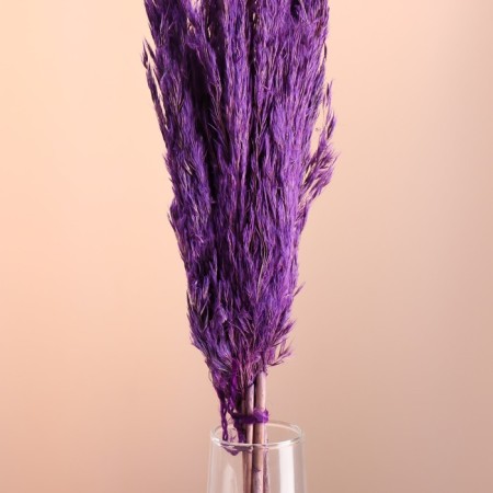 Set of dried flowers "reed", banch length 65 (+/- 6 cm), purple-1