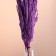 Set of dried flowers "reed", banch length 65 (+/- 6 cm), purple