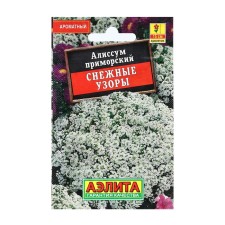 Alissum flowers 