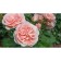 Seedling rose tea-hybrid "Bell Romance", 1 pc, spring 2024