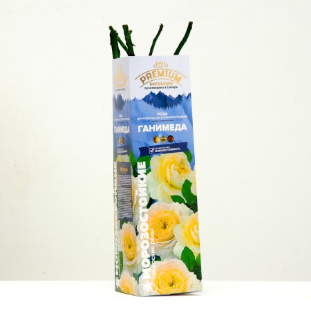 CENTIPHOL ROSE CENTIPHOL "GANEYDED", 1 pc, spring 2024-1