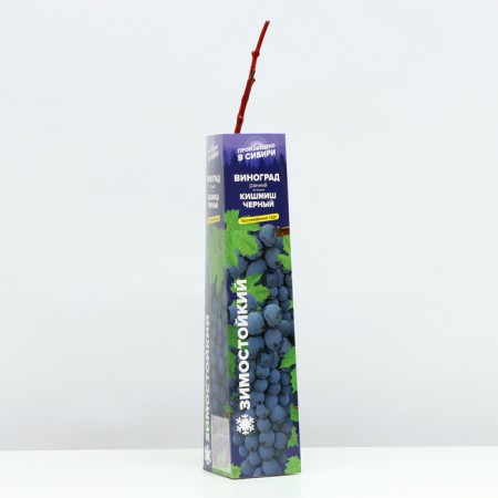 Grapes are black, spring 2024, 1 pc.-1