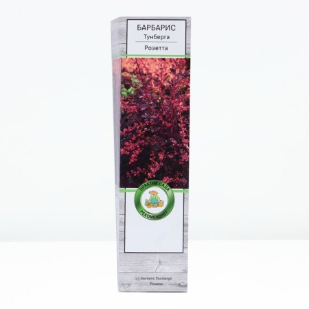 Barberry Tunberg "Rosetta" 1 pc, tube, spring 2024