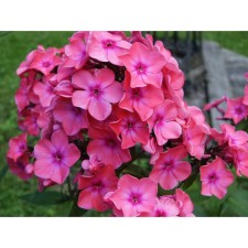 Flox blower 