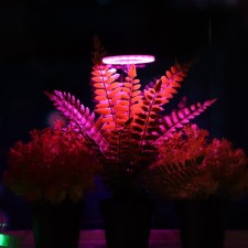 LED phytoslight, 2 watts, 5 c, in a pot, USB, multi -pointral, 1 circle